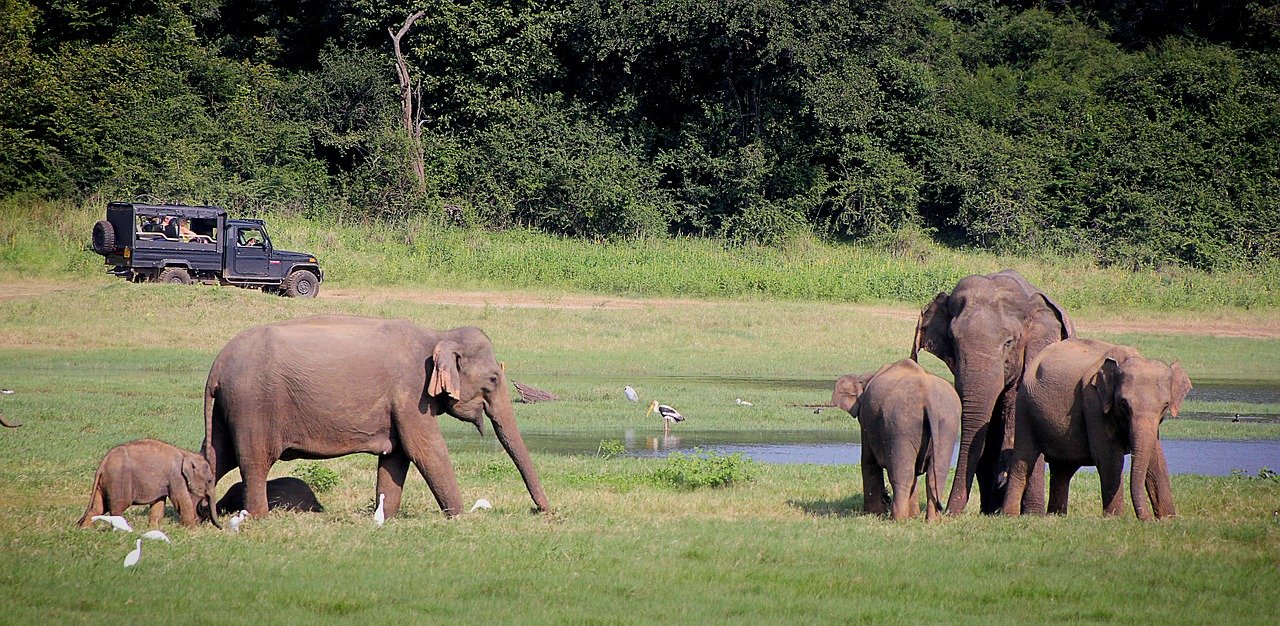 Kaziranga Special With Elephant Jeep Safari Trip Northeast