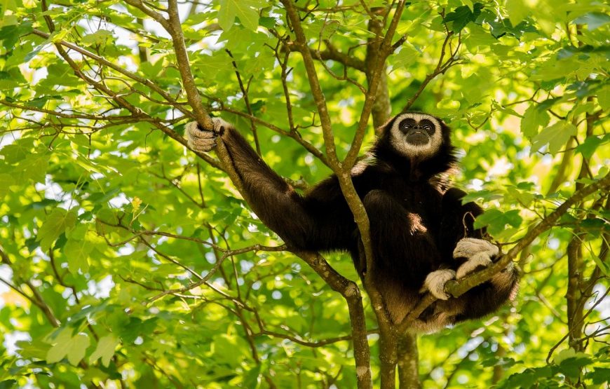 Hoollongapar Gibbon Sanctuary special - TRIP NORTHEAST